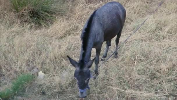 在西班牙安达卢西亚南部阳光明媚的干牧场上喂食被绑的木耳 — 图库视频影像