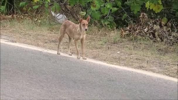 安达卢西亚村外公路上的流浪狗 — 图库视频影像
