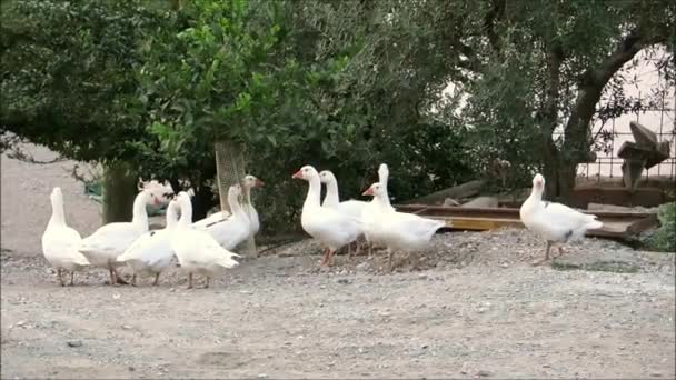 Gänse Andalusischen Bauernhof Unter Oliven Und Zitronenbäumen Spanien — Stockvideo