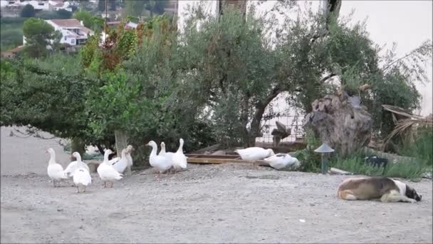 Endülüs Teki Kazların Gaggle Zeytin Limon Ağaçları Spanya Altında Ayarı — Stok video