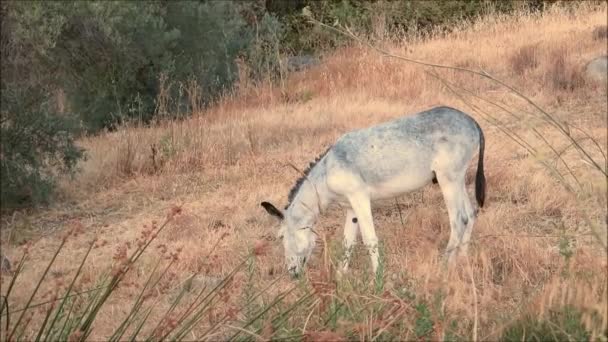 Grijze Tethered Ezel Voeden Spaarzaam Weide Gras Andalusische Ochtendzon — Stockvideo