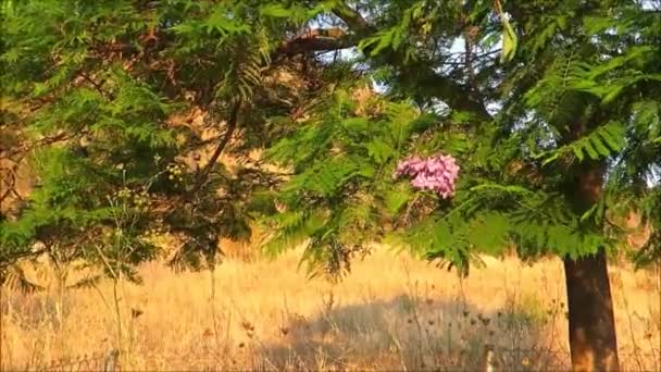 Одинока Залишився Квітка Кластера Jacaranda Tree Андалузької Сільській Місцевості — стокове відео