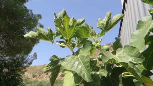 Gröna Fikon Träd Andalusisk Landsbygd — Stockvideo