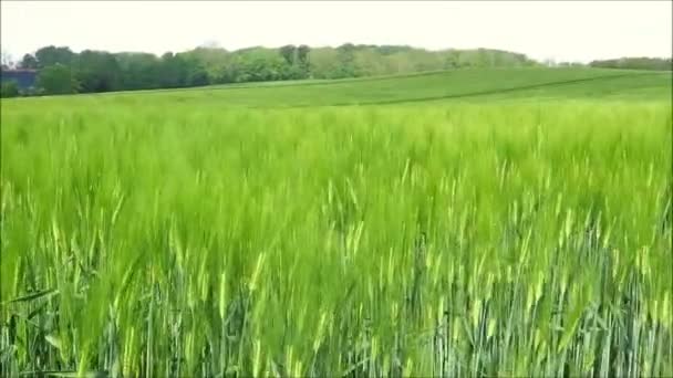 Wind Weht Sonnigem Tag Süddänemark Über Großes Gerstenfeld Mit Tiefen — Stockvideo