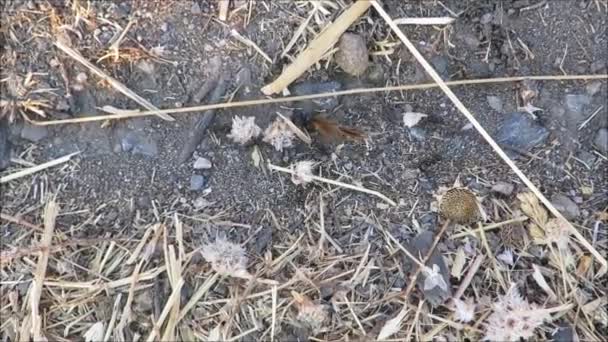 Formigas Carregando Fardos Pesados Forrageando Para Inverno Sol Verão Andaluz — Vídeo de Stock