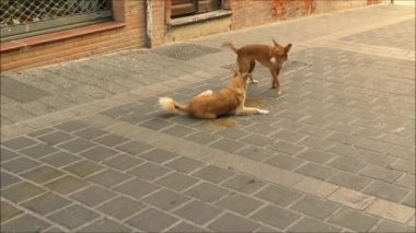 Alora Endülüs köyünde ıssız güneşli sokakta oynayan iki sokak köpekleri