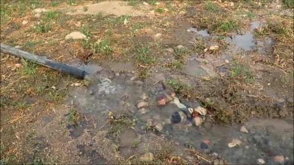 Tubo Goma Gran Calibre Que Disemina Agua Riego Huerto Limón — Vídeos de Stock