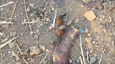 Endülüs yaz güneşinde kış için yiyecek arayan karıncalar ağır yükler taşıyor