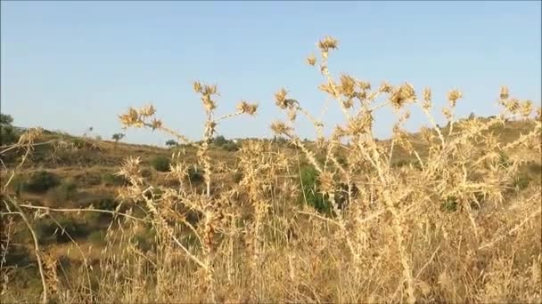 Ξηρό Φυτό Γαϊδουράγκαθο Έναντι Βραχώδης Αγροτική Ανδαλουσιανή Φόντο — Αρχείο Βίντεο