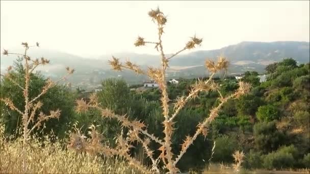 Ξηρό Φυτό Γαϊδουράγκαθο Έναντι Βραχώδης Αγροτική Ανδαλουσιανή Φόντο — Αρχείο Βίντεο