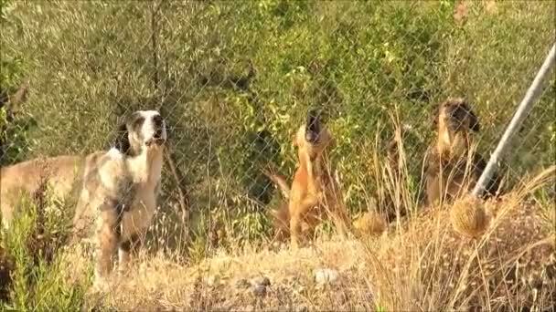 Drie Grote Honden Achter Wire Fence Olive Grove Blaffen Bij — Stockvideo