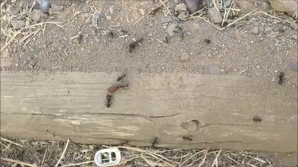 Hormigas Llevando Cargas Pesadas Alimentándose Para Invierno Sol Verano Andaluz — Vídeos de Stock