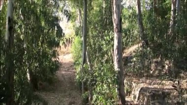 Okaliptüs ağaçları Alora Endülüs eteklerinde bir güneşli sabah yol ülke
