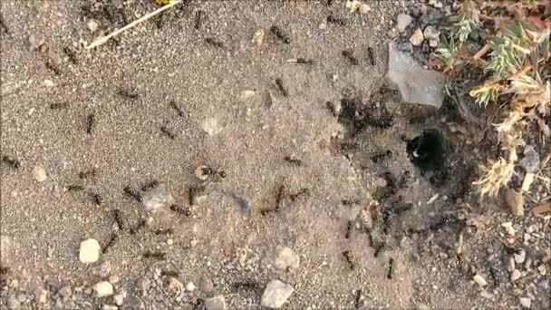 アンダルシアの田園地帯の地面の巣穴から後方と前方にスピードで走る黒いアリ — ストック動画
