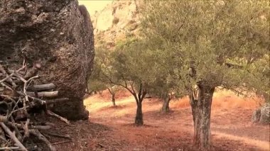 Endülüs zeytinlik, İspanya odun için büyük kaya karşı yığılmış kuru ağaç dalları yığını