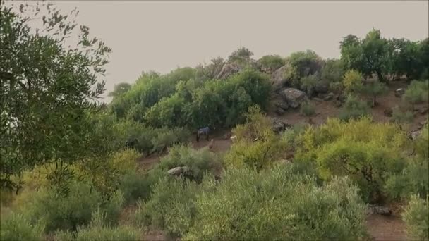 アンダルシア スペインのオリーブ畑で犬に守られたパックサドルを持つ馬 — ストック動画