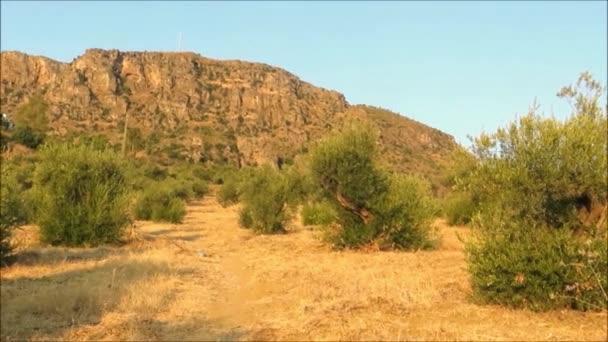 Endülüs Teki Koruda Eski Zeytin Ağaçlarında Parlayan Güneş Spanya — Stok video