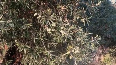 Rüzgarlı Endülüs güneşinde hareket eden ağaç ta yeni sezon zeytinleri, İspanya