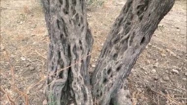 Endülüs'te eski koruda gnarled zeytin ağacı, İspanya