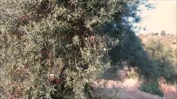 Rüzgarlı Endülüs güneşinde hareket eden ağaç ta yeni sezon zeytinleri, İspanya