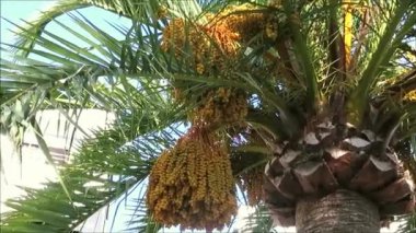 Village parkta olgun yenilebilir tatlı meyve gösteren hurma, Endülüs