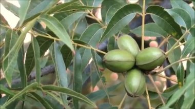 Alora Endülüs yakınlarındaki pekan ağacında Meyve baklasının kapatılması