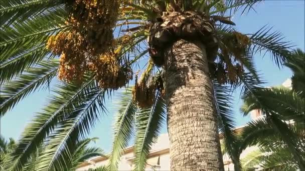 Date Palm Visar Mogna Ätbara Söt Frukt Village Park Andalusien — Stockvideo