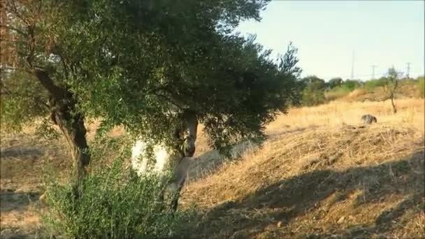 Horse Seeking Shade Summer Sun Olive Tree Rural Andalusia Spain — Stock Video