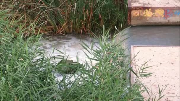 Água Que Flui Sobre Lábio Concreto Sob Ponte Sobre Rio — Vídeo de Stock