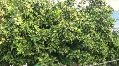 Endülüs köyünde ağaç üzerinde yeşillik ile yeşil portakal detayları