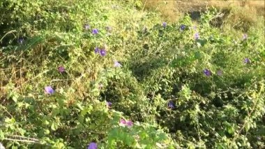 Duvar kırsal Andalusia içinde mavi kahkaha çiçekleri