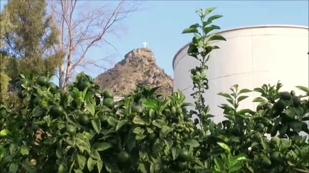 Detalhes Laranjas Verdes Com Folhagem Árvore Aldeia Andaluza — Vídeo de Stock