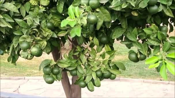 Détails Des Oranges Vertes Avec Feuillage Sur Arbre Dans Village — Video