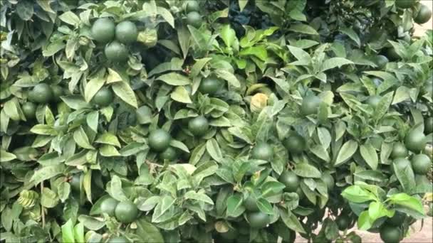 Detalles Naranjas Verdes Con Follaje Árbol Pueblo Andaluz — Vídeos de Stock