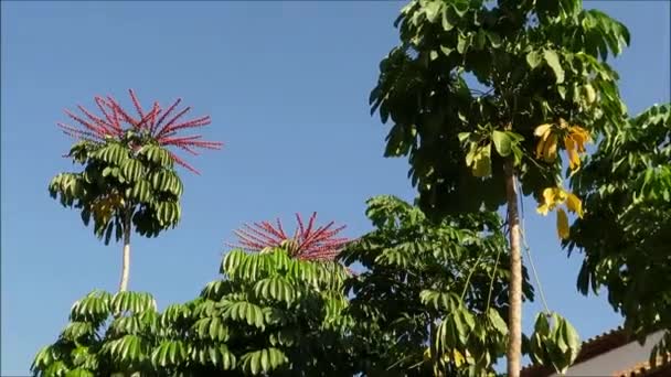 Уникальные Красные Соцветия Цветущие Вершине Деревьев Площади Фуэнхирола Коста Дель — стоковое видео