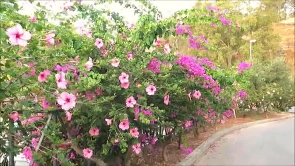 アンダルシアの村の花の大きなハワイのハイビスカスの低木 — ストック動画