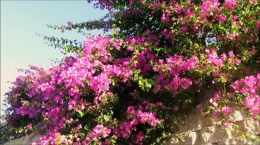 Endülüs köyündeki Akdeniz otoparkında büyüyen büyük bir Bougainvillea çalısı.