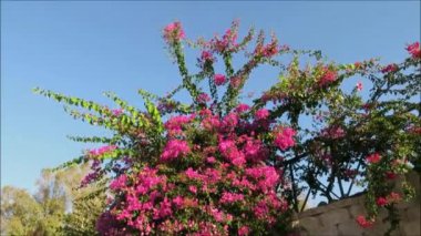 Endülüs köyündeki Akdeniz otoparkında büyüyen büyük bir Bougainvillea çalısı.