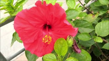 Endülüs 'te sarı pullu kırmızı Hawaii amber çiçeği.