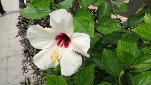 Primer Plano Flor Hibisco Blanco Hawaiano Con Centro Rojo Andalucía — Vídeos de Stock