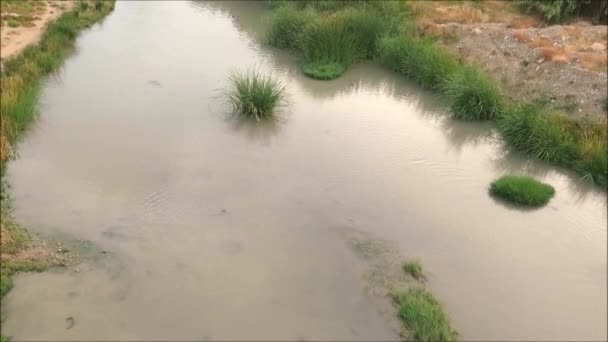 Трав Яні Бульбашки Спокійній Річці Гвадалгорс Андалусії — стокове відео