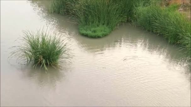 Tufos Grama Calmo Rio Vale Guadalhorce Andaluzia — Vídeo de Stock