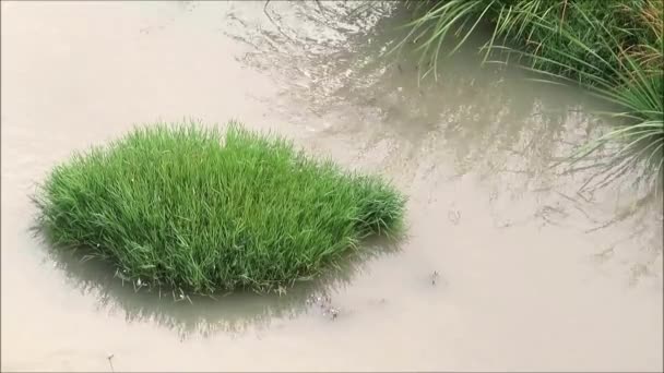 Gras Tuften Rustige Guadalhorce Vallei Rivier Andalusië — Stockvideo