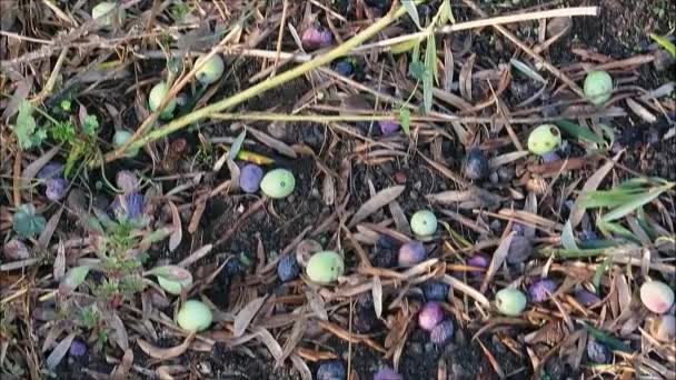 Windgroene Blauwe Olijven Recente Wind Hevige Regenval Het Andalusische Platteland — Stockvideo