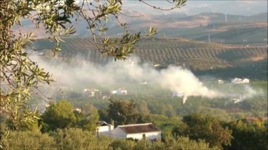 Endülüs vadisinde filizlenen zeytin ağacı çiftçisi.