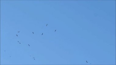 Göçmen kuş sürüsü, Endülüs köyünün üzerinde uçan bal akbabaları olduğuna inanılıyor.