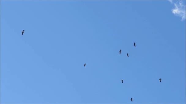 Стая Мигрирующих Птиц Предположительно Медовых Жуков Летающих Над Андалузской Деревней — стоковое видео