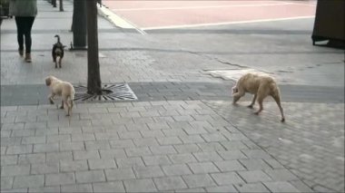 Endülüs 'te köy kaldırımlarında yiyecek arayan başıboş bir köpek yavrusu.