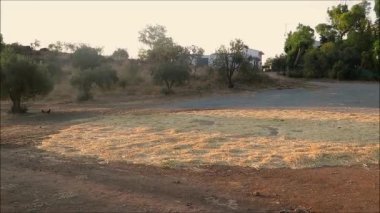 Endülüs kırsalındaki yerel köy fuarındaki yarışmadan sonra dairesel saman harman döşemesi