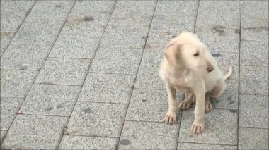 Endülüs 'te köy kaldırımlarında yiyecek arayan başıboş bir köpek yavrusu.